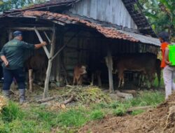 Kasus PMK Terdeteksi, Disnakkan Bojonegoro Gerak Cepat Lakukan Penyemprotan Disinfektan dan Vaksinasi