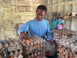 KPM GAYATRI di Sengon-Ngambon Bentuk Kelompok Ternak, Kembangkan Sistem Barter Telur dan Pakan