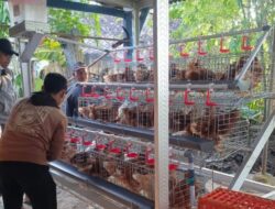 Hadapi Tekanan Harga, Pemkab Bojonegoro Siapkan Skema untuk Bantu Peternak Ayam GAYATRI
