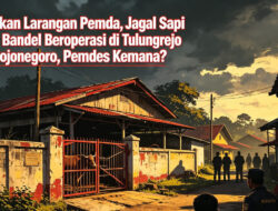 Abaikan Larangan Pemda, Jagal Sapi Liar Bandel Beroperasi di Tulungrejo Bojonegoro, Pemdes Kemana?